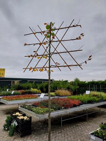 Leilinde, leilinde's, leibomen beschikbaar voor biedingen