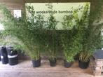 Fargesia Denudata Lancaster, niet woekerende bamboe!!!, Vaste plant, Bloeit niet, Halfschaduw, Ophalen