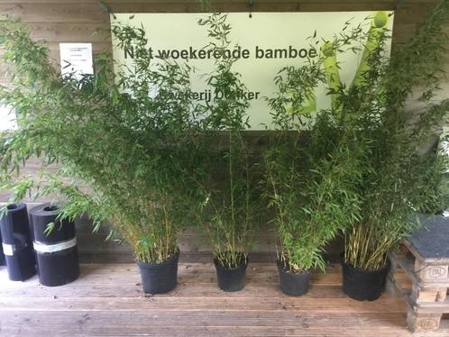 Fargesia Denudata Lancaster, niet woekerende bamboe!!!, Tuin en Terras, Planten | Tuinplanten, Vaste plant, Overige soorten, Halfschaduw