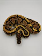 0.1 Spotnose yellowbelly 66% het clown, Dieren en Toebehoren, Reptielen en Amfibieën