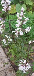 Penstemon Husker red, Ophalen of Verzenden, Najaar, Volle zon, Zaad