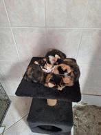 Nog 1 lapjespoes & 1zwarte kat, Dieren en Toebehoren, Meerdere dieren