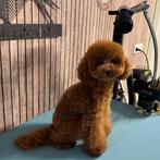 Toypoedel Dekreu met Stamboom, Reu, 1 tot 2 jaar, Parvo, Eén hond