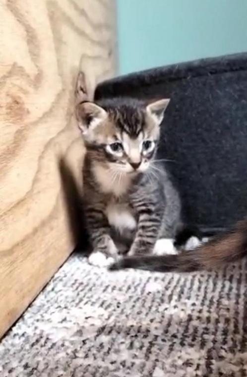 Super knappe Kittens, Dieren en Toebehoren, Katten en Kittens | Raskatten | Korthaar, Meerdere dieren, 0 tot 2 jaar, Ontwormd