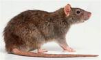 Rat, Ophalen, Nieuw