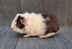 Cavia us-teddy beer 4, Dieren en Toebehoren, Mannelijk, Tam, Maart, Cavia