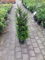 Taxus Baccata 100-125cm - Ideale haagplant, Tuin en Terras, Planten | Tuinplanten, Ophalen, Bloeit niet, Overige soorten, Volle zon