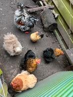 Toom met 5 hennen en 1 haan, 9 mnd oud, Dieren en Toebehoren, Pluimvee, Meerdere dieren, Kip
