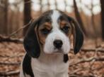 Beaglier pups, Dieren en Toebehoren, Nederland, Overige rassen, 8 tot 15 weken, CDV (hondenziekte)