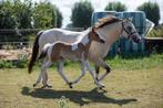 APHA Buckskin tobiano merrie veulen, Merrie, Minder dan 160 cm, Niet van toepassing, 0 tot 2 jaar