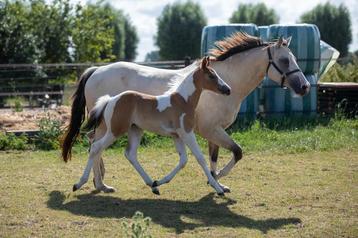 APHA Buckskin tobiano merrie veulen beschikbaar voor biedingen
