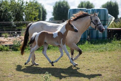 APHA Buckskin tobiano merrie veulen, Dieren en Toebehoren, Paarden, Merrie, Niet van toepassing, Minder dan 160 cm, 0 tot 2 jaar