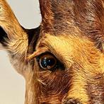 Hartenbeest Schoudermontage Taxidermie Antilope, Verzamelen, Dierenverzamelingen, Ophalen, Zo goed als nieuw, Wild dier, Opgezet dier