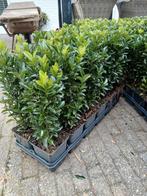 sterke haagplantjes te koop, Tuin en Terras, Ophalen, Overige soorten, Haag, Minder dan 100 cm