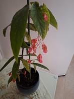 Bloeiende begonia tamaya plant, Huis en Inrichting, Kamerplanten, Ophalen, Halfschaduw, Minder dan 100 cm