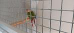 te koop, Dieren en Toebehoren, Meerdere dieren, Parkiet