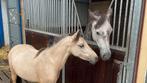 Hele mooie en brave A pony, Dieren en Toebehoren, Pony's, Merrie, Recreatiepony