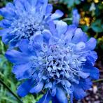 Duifkruid blauw - Scabiosa atropurpurea Oxford Blue te koop, Ophalen, Volle zon