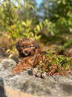 Hele kleine maltipoo teefjes 🩷, Dieren en Toebehoren, Honden | Chihuahua's en Gezelschapshonden, Poedel, CDV (hondenziekte), 8 tot 15 weken