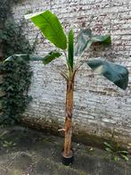 Kunstplant bananenboom, Ophalen, Nieuw, Binnen