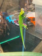 Phelsuma grandis giant day gecko, Dieren en Toebehoren, Reptielen en Amfibieën, Hagedis, 0 tot 2 jaar