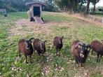 Soay schapen,schapen,schaap,ooi,Soay, Dieren en Toebehoren, Vrouwelijk, Schaap