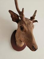 Taxidermie mooie hertenkop, Ophalen, Zo goed als nieuw, Opgezet dier