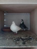 Postduiven, Meerdere dieren, Postduif