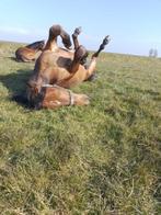 weidegang stalling, Dieren en Toebehoren, Stalling en Weidegang, Weidegang, 4 paarden of pony's of meer