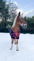 8 jarige Haflinger x Trekpaard, Dieren en Toebehoren, Paarden, Ruin, 7 tot 10 jaar, 160 tot 165 cm, Recreatiepaard