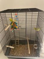 Parkieten, Meerdere dieren, Parkiet