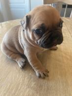 Franse buldog pups, België, Particulier, Bulldog, Meerdere