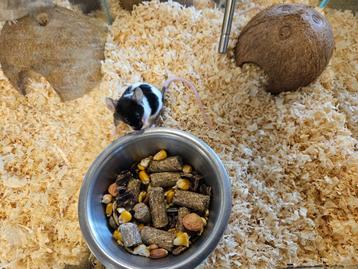 Mus musculus Kleur Muis beschikbaar voor biedingen