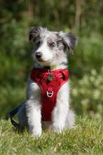 ROGZ explore honden harnasje 1 maand gebruikt, Dieren en Toebehoren, Ophalen of Verzenden, Zo goed als nieuw, Hondenriem