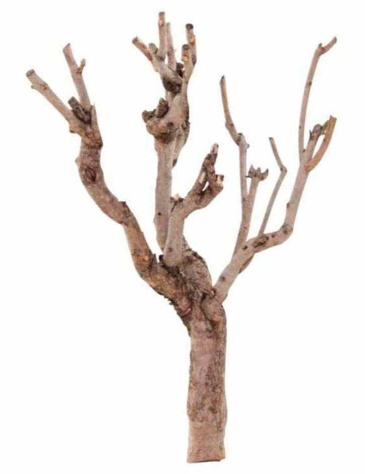 Tak stronk droog hout gevraagd, Huis en Inrichting, Woonaccessoires | Droogbloemen, Zo goed als nieuw, Ophalen