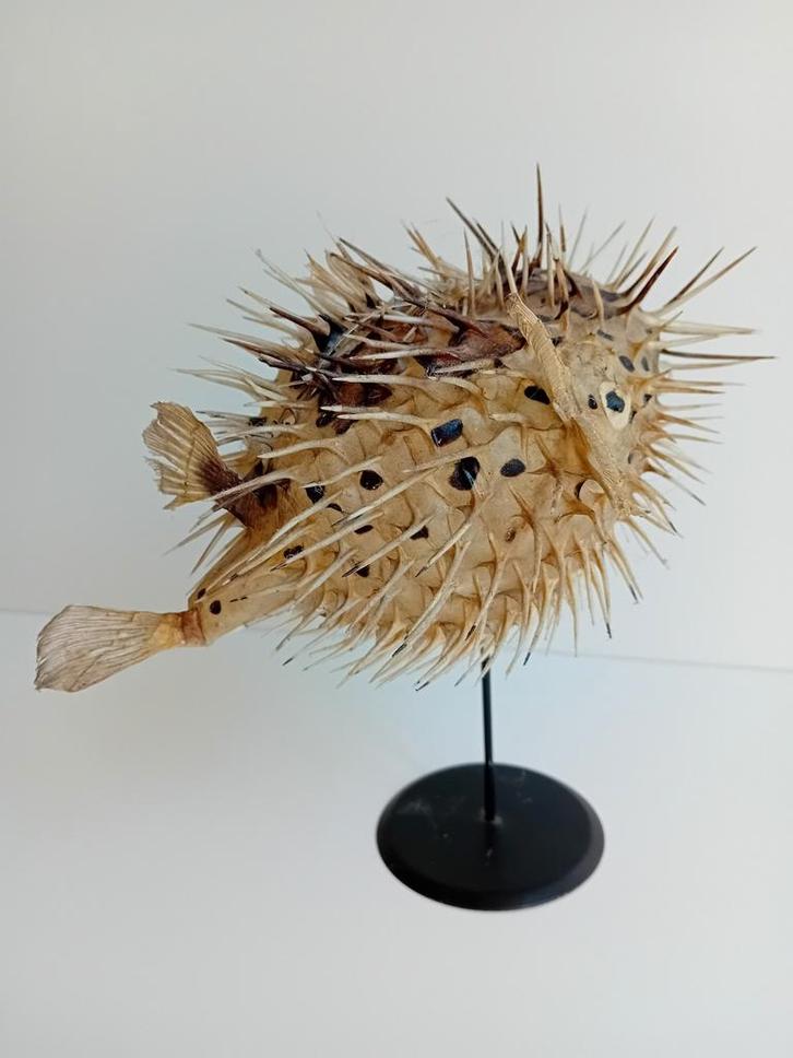 Opgezette Egelvis met Staander, Antiek en Kunst, Curiosa en Brocante, Ophalen of Verzenden