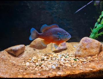 VIJVERVIS, lepomis marginatus rood. beschikbaar voor biedingen