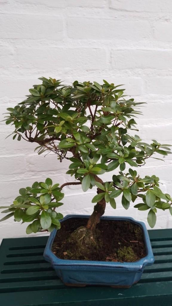 Satsuki Azalea  Indicum, Tuin en Terras, Planten | Bomen, Halfschaduw, Overige soorten, Lente, Minder dan 100 cm