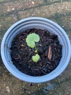 🌸 Zaailingen kaasjeskruid malva roze bloem, Volle zon, Vaste plant, Zomer, Ophalen