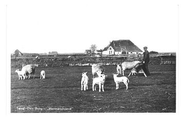 975057 Texel Den Burg Hermanshoeve 1952 Gelopen met postzege beschikbaar voor biedingen