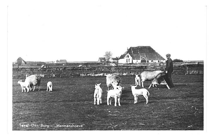 975057 Texel Den Burg Hermanshoeve 1952 Gelopen met postzege, Verzamelen, Ansichtkaarten | Nederland, Gelopen, Waddeneilanden