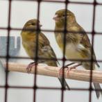 kanarie bont en geel, Dieren en Toebehoren, Vogels | Kanaries, Meerdere dieren, Kleurkanarie
