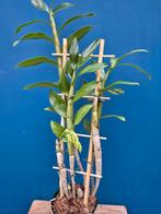 Orchidee Dendrobium Amethystoglossum p12 (3), Ophalen of Verzenden, Halfschaduw, Minder dan 100 cm