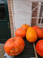 Pompoenen te koop, Tuin en Terras, Ophalen, Zo goed als nieuw