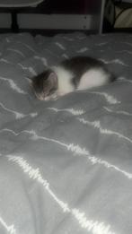Kittens, Poes, Kortharig, 0 tot 2 jaar