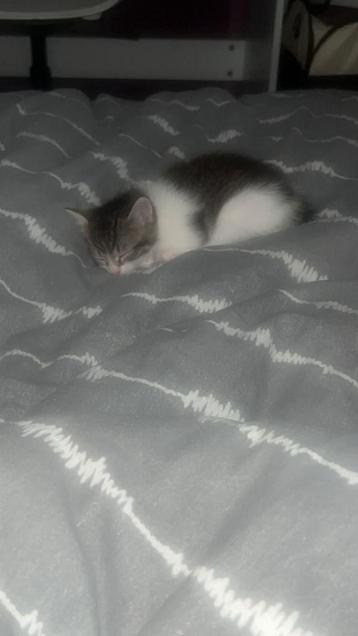 Kittens  beschikbaar voor biedingen