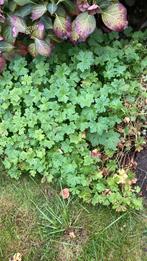 Geranium, rotsooievaarsbek, Tuin en Terras, Ophalen, Bodembedekkers, Halfschaduw