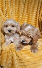 Maltipoo pups boomer, Overige rassen, 8 tot 15 weken, Meerdere, Meerdere dieren