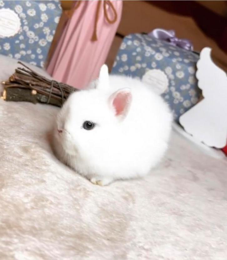 ️ ❤️🐇 EEN KLEIN WOLKJE OP POOTJES ZOEKT EEN GOUDEN MANDJE, Dieren en Toebehoren, Konijnen, Dwerg, Meerdere dieren, 0 tot 2 jaar