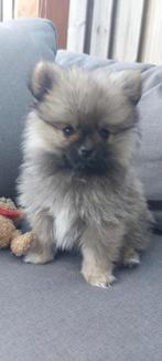 Super mooie Pomeriaan pup, Dieren en Toebehoren, 8 tot 15 weken, Meerdere, Meerdere dieren, Nederland
